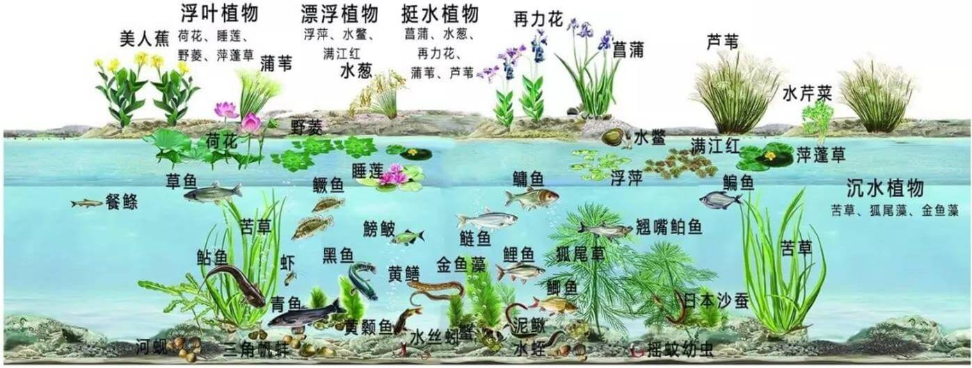 景觀水體、湖泊等生態(tài)修復(fù)解決方案